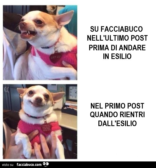 Vaccata