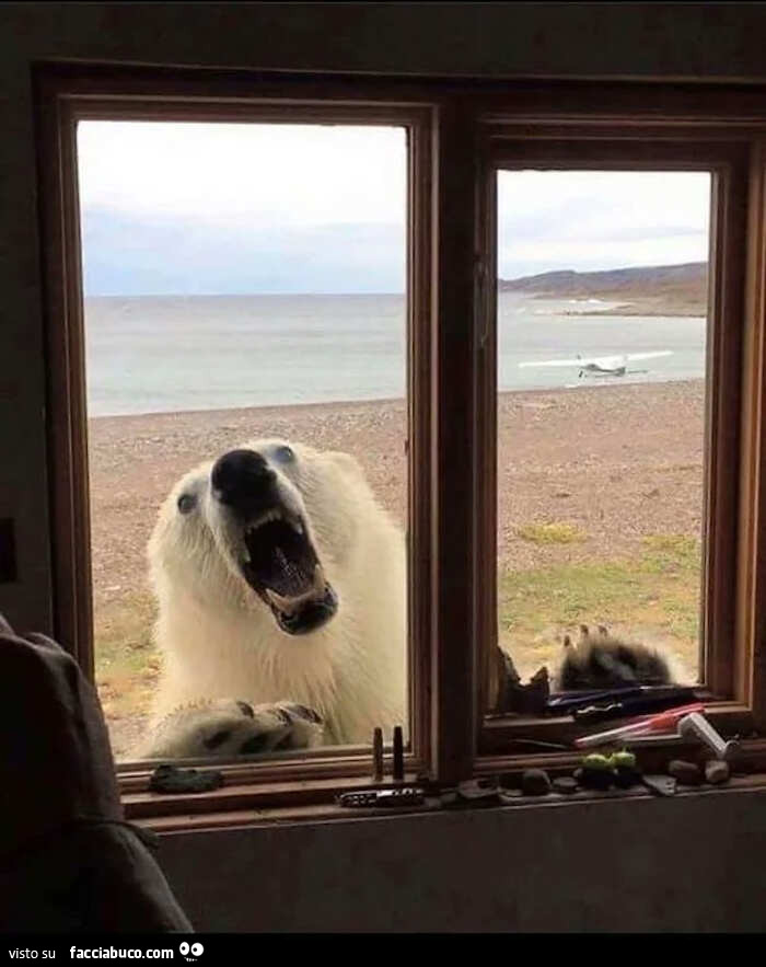 Baita in Alaska con orso mattutino