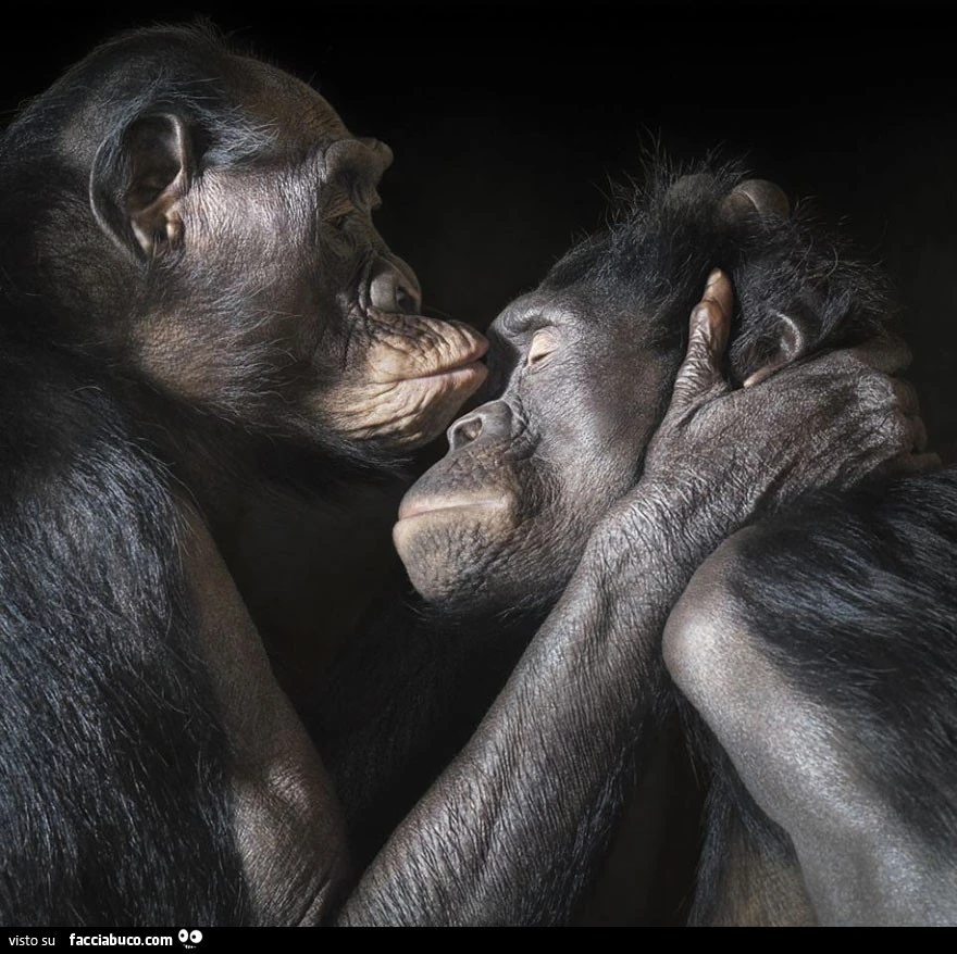 Fotografia di due scimpanzรฉ o gorilla che si baciano