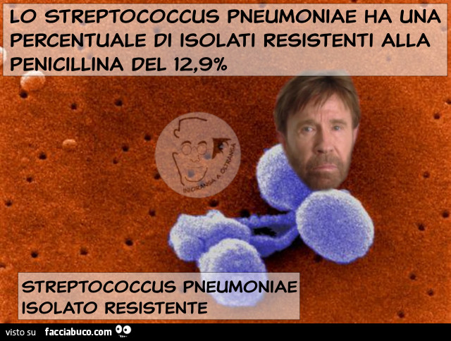 Streptococcus pneumoniae