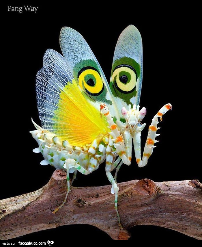 Mantide Religiosa pronta x l'accoppiamento e far perdere la testa al maschio