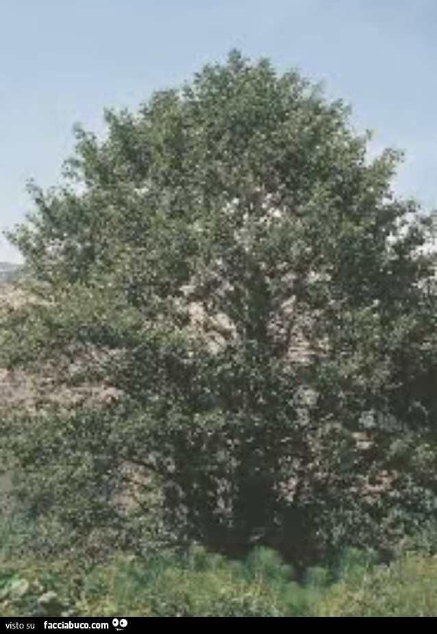 Vaccata