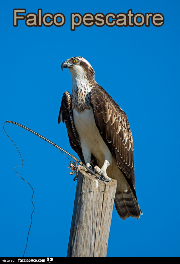 Falco pescatore