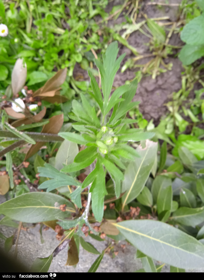 Vaccata