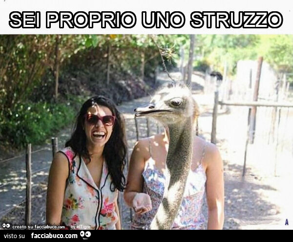 Sei proprio uno struzzo