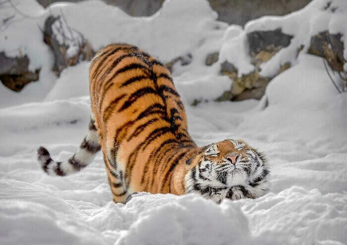 Fotografia animali selvatici liberi nella natura tigre che si stiracchia nella neve