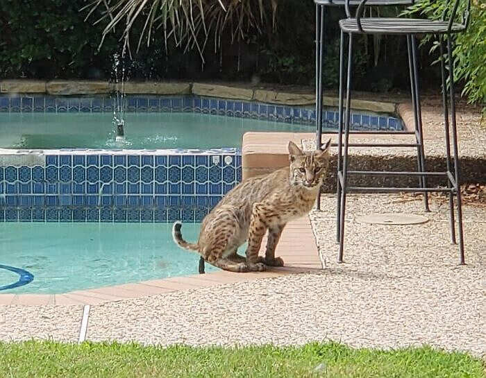 Lince che fa la caccia in una piscina x farsi il bide