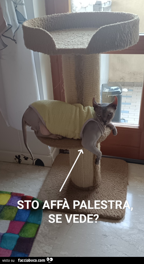 Vaccata