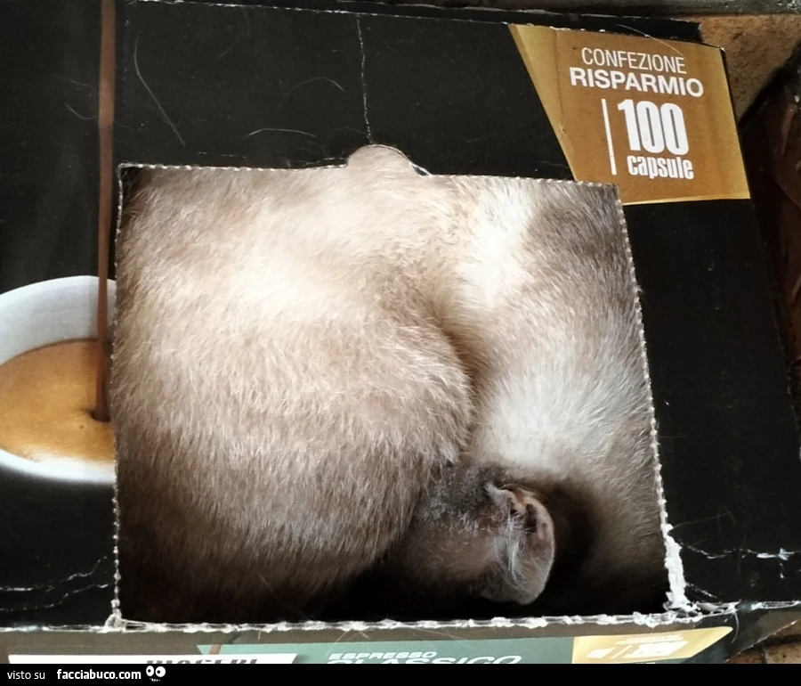 Cialde gattine