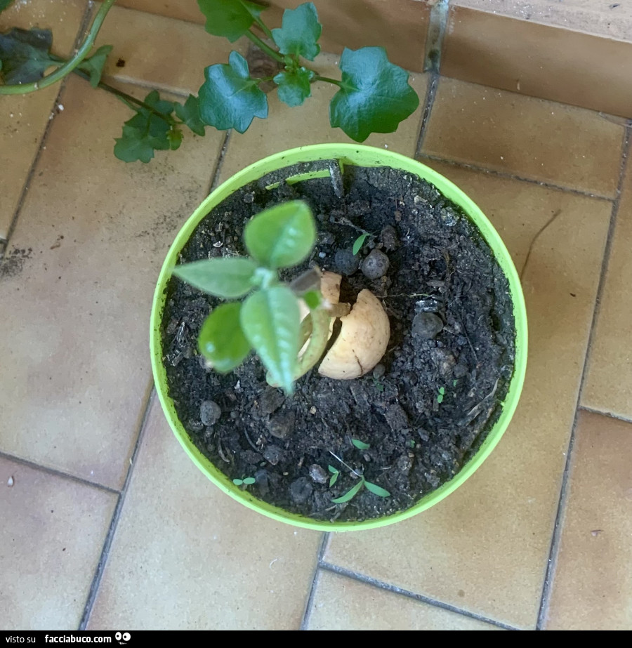 Vaccata