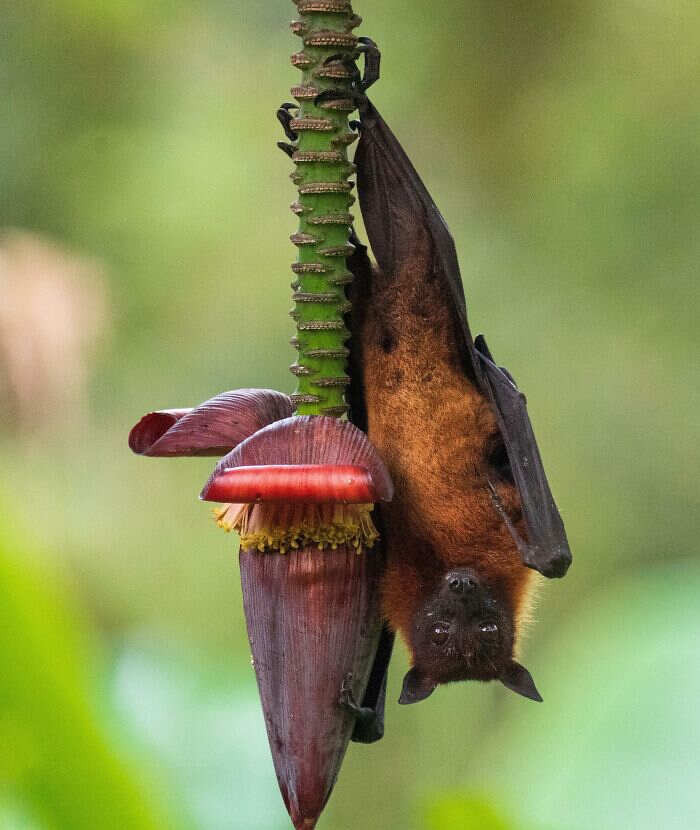 Pipistrello dorme appeso ad un fiore esotico