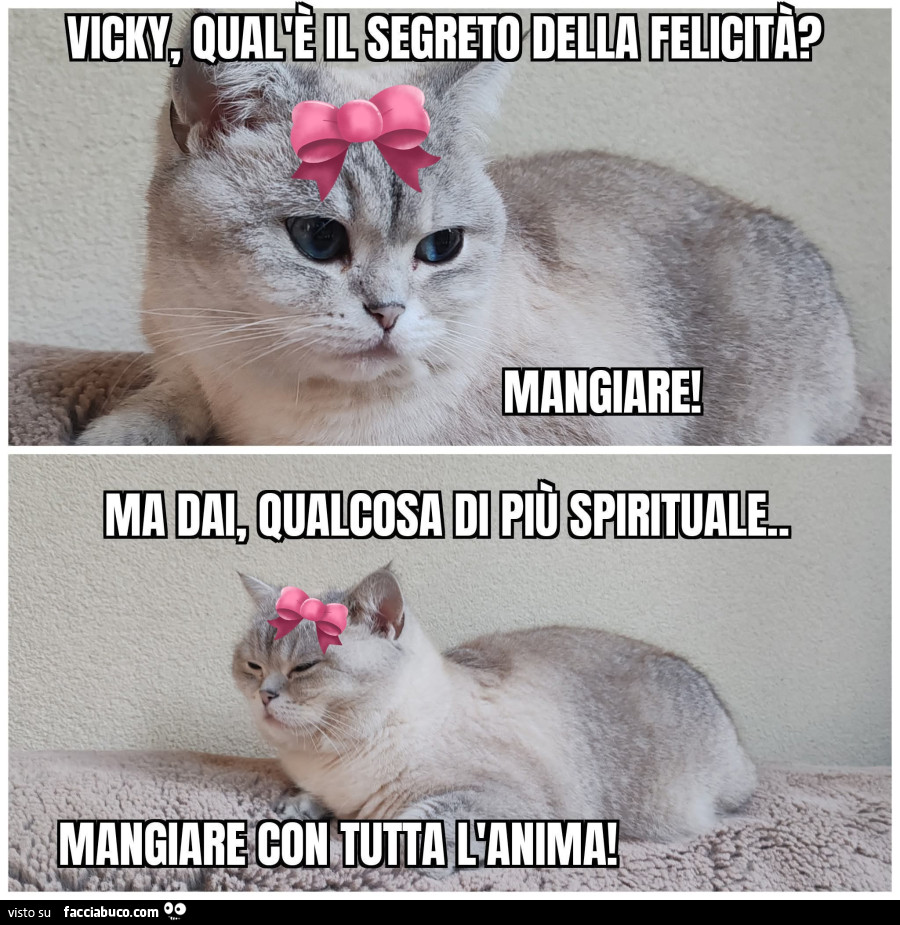 Vaccata