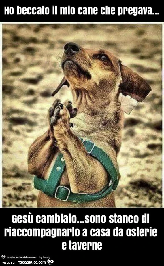 Ho beccato il mio cane che pregava… gesù cambialo… sono stanco di riaccompagnarlo a casa da osterie e taverne