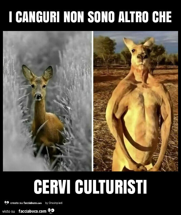 I canguri non sono altro che cervi culturisti