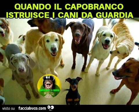 Quando il capobranco istruisce i cani da guardia