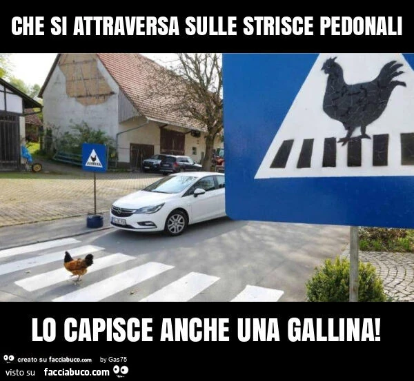 Che si attraversa sulle strisce pedonali lo capisce anche una gallina