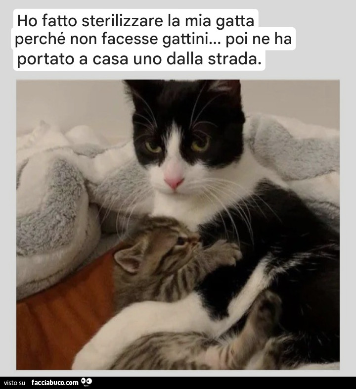 Vaccata