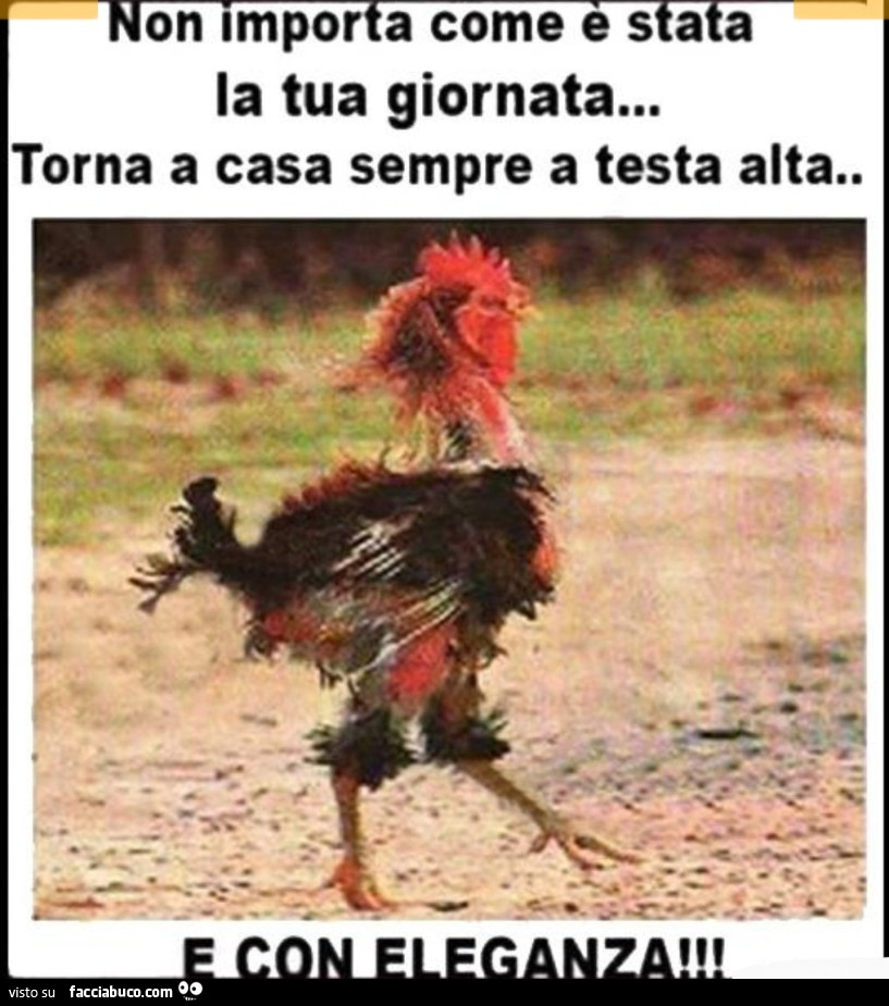 Gallo