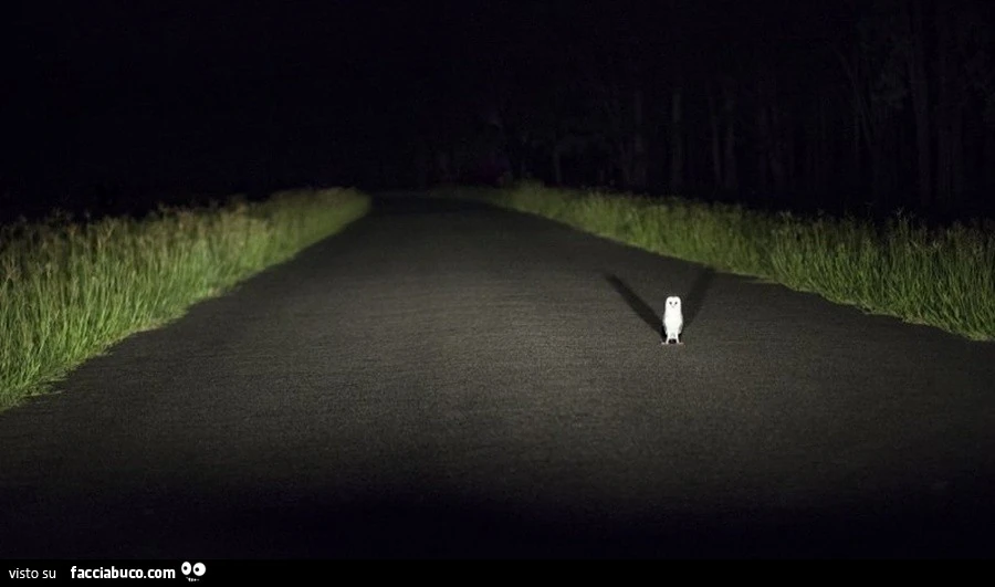 Una civetta nella notte, in mezzo alla strada