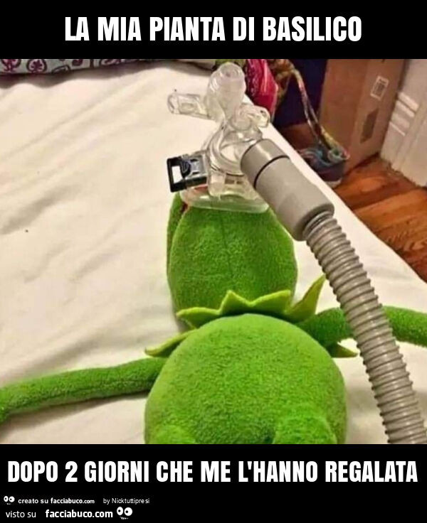 La mia pianta di basilico dopo 2 giorni che me l'hanno regalata