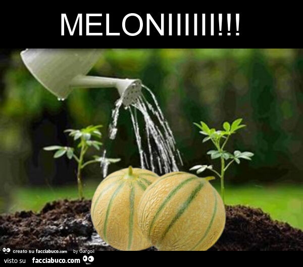 Meloniiiiii