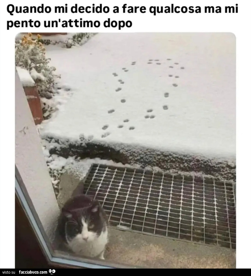 Quando mi decido a fare qualcosa ma mi pento un attimo dopo gatto