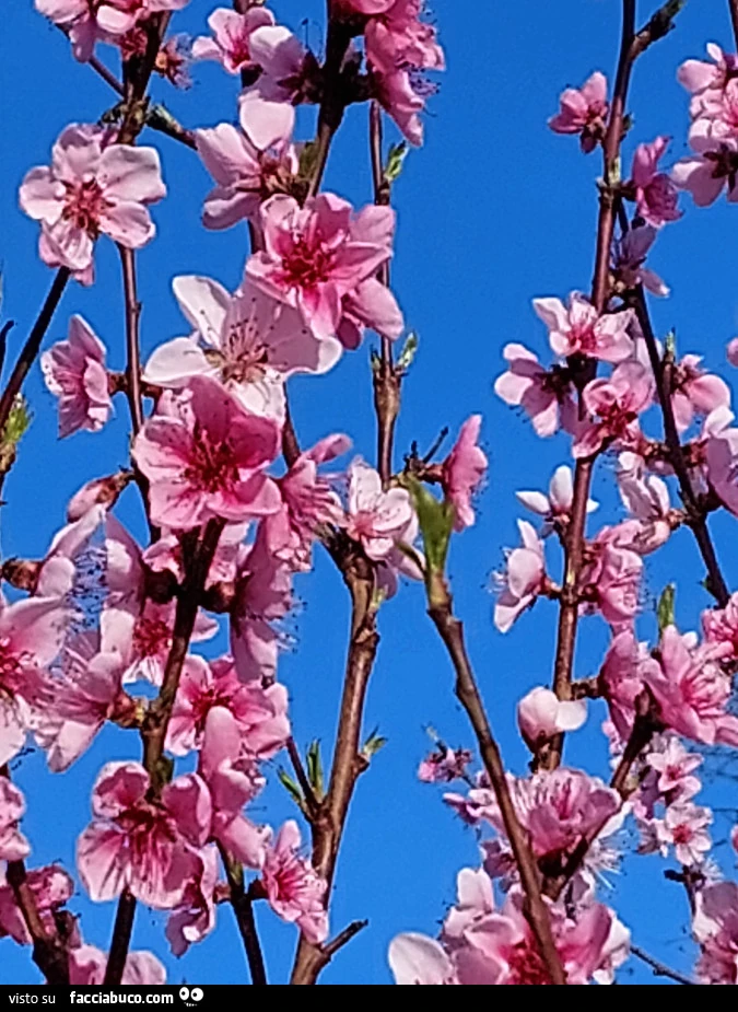 Fotografia dei fiori delle mie piante di pesco