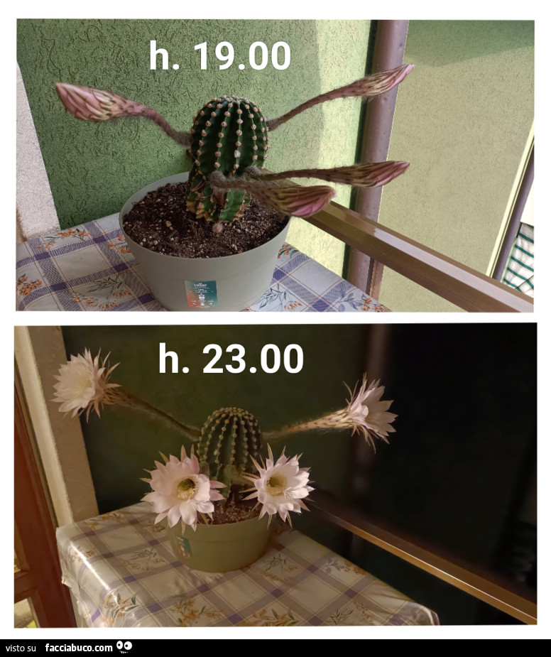 Vaccata