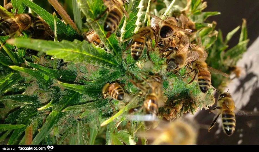 Vaccata