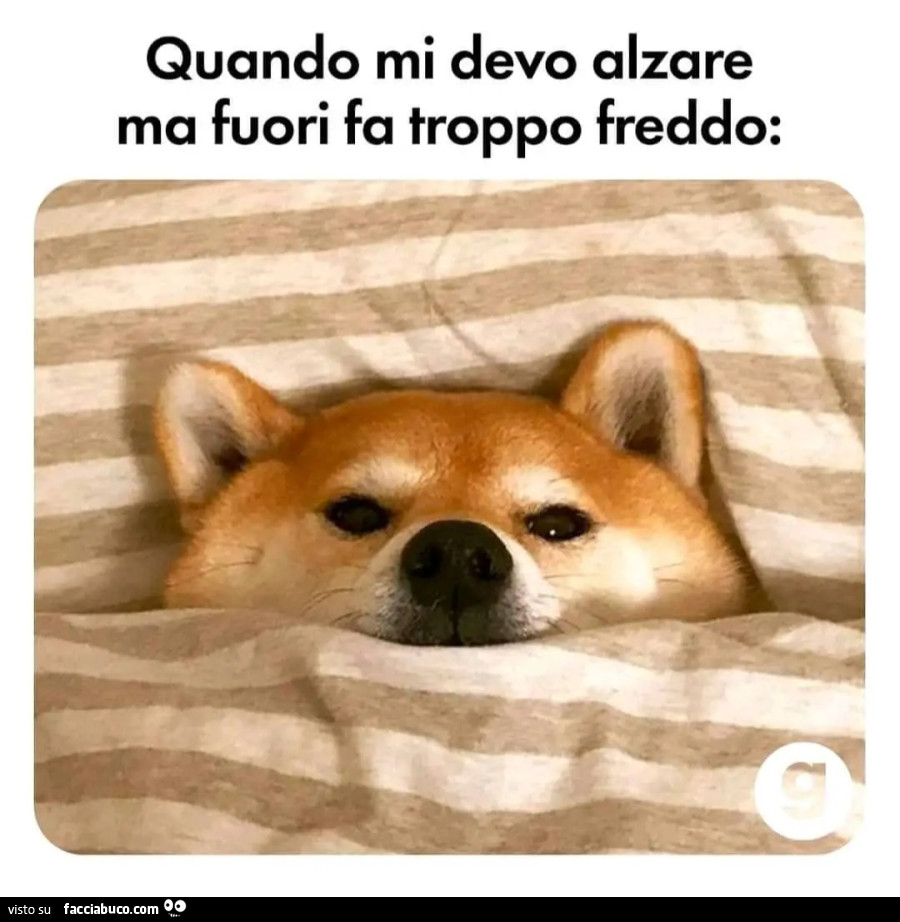 Quando mi devo alzare ma fuori fa troppo freddo cane trapunta letto