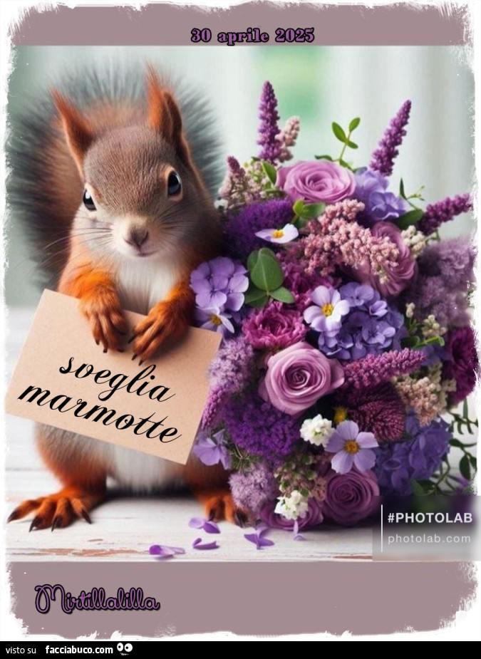 Marmotte