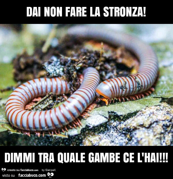 Dai non fare la stronza! Dimmi tra quale gambe ce l'hai