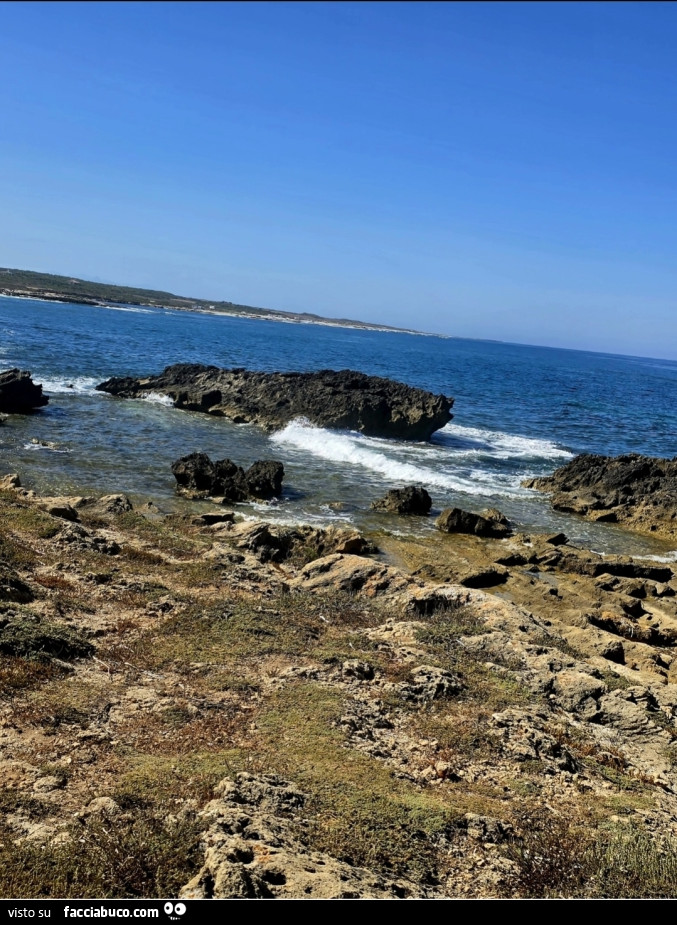 Vaccata
