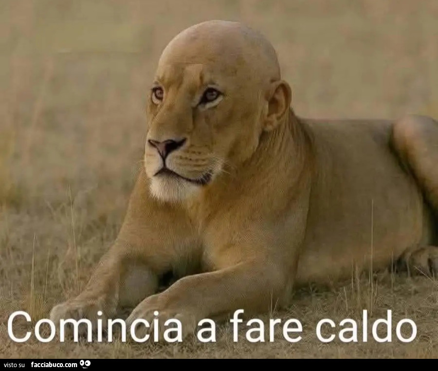 Comincia a fare caldo leone pelato
