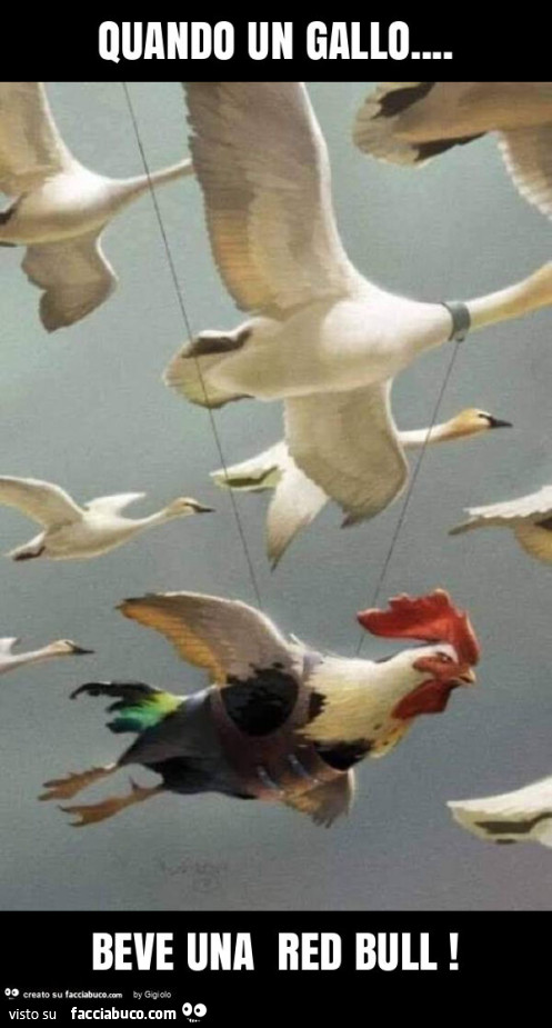 Quando un gallo… beve una red bull
