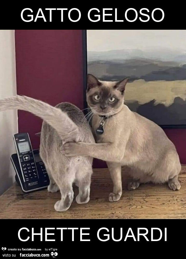 Gatto geloso chette guardi