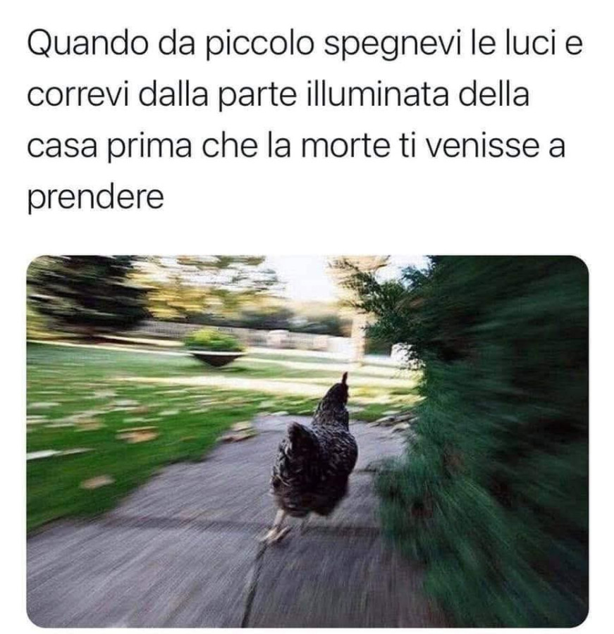 Galline in fuga 🤣🤣