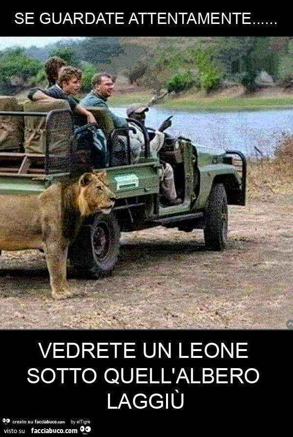 Se guardate attentamente… vedrete un leone sotto quell'albero laggiรน