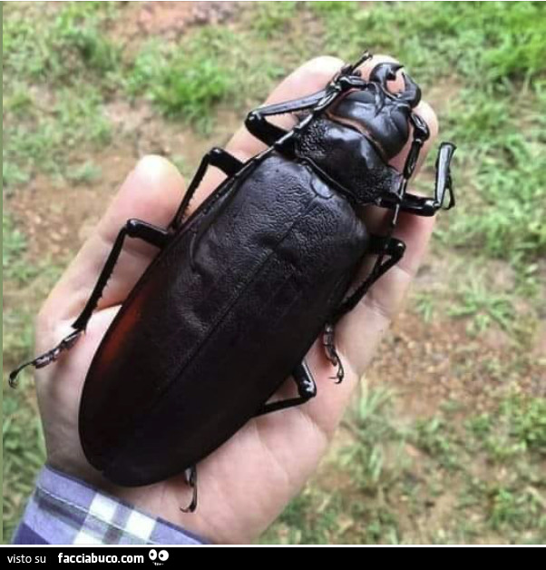 Vaccata