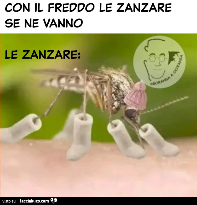 Le Zanzare