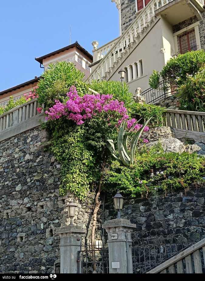 Vaccata