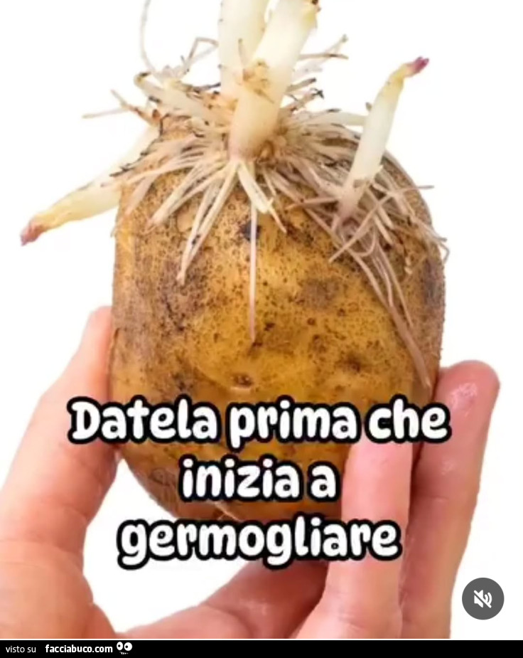 Vaccata