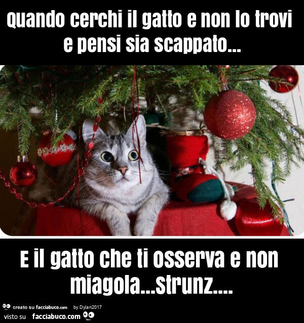 Quando cerchi il gatto e non lo trovi e pensi sia scappato… e il gatto che ti osserva e non miagola… strunz