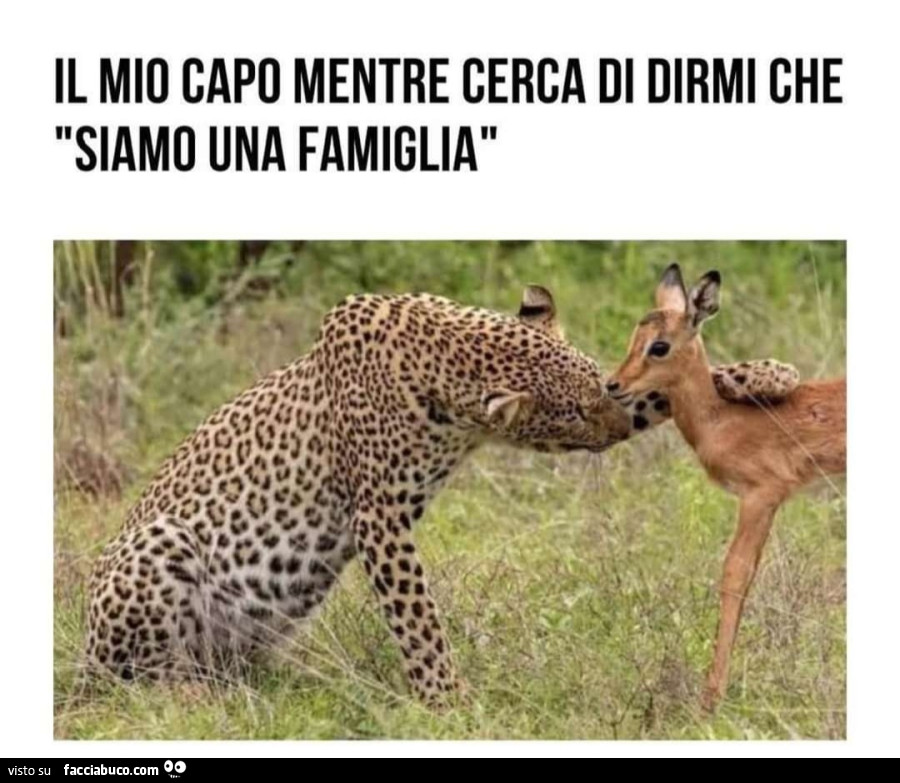 Il mio capo mentre cerca di dirmi che siamo una famiglia leopardo cerbiatto