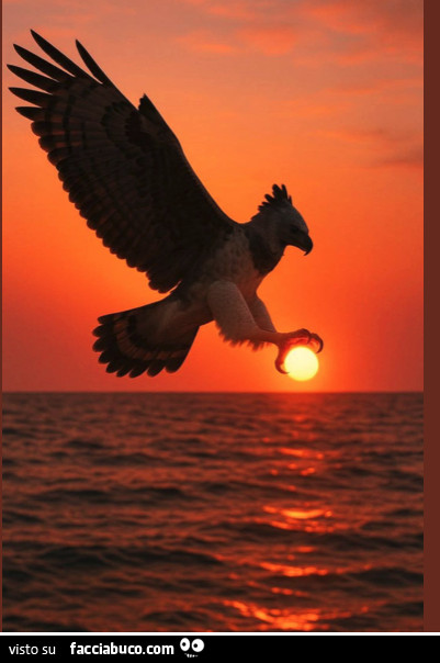 Aquila afferra il tramonto