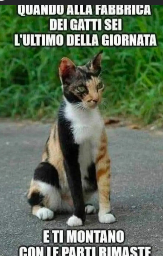Vaccata