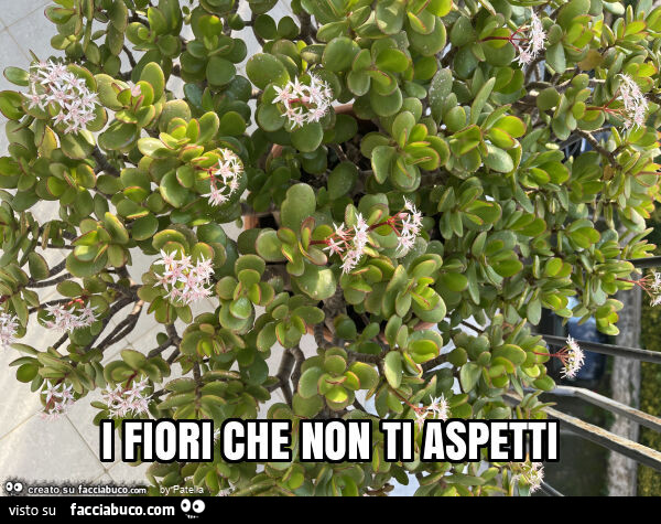 I fiori che non ti aspetti