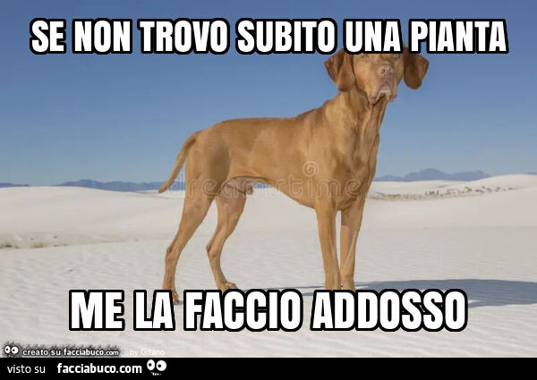 Se non trovo subito una pianta me la faccio addosso