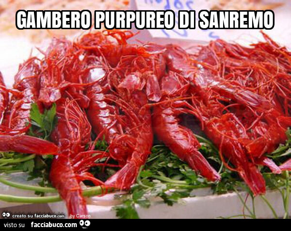 Gambero purpureo di sanremo