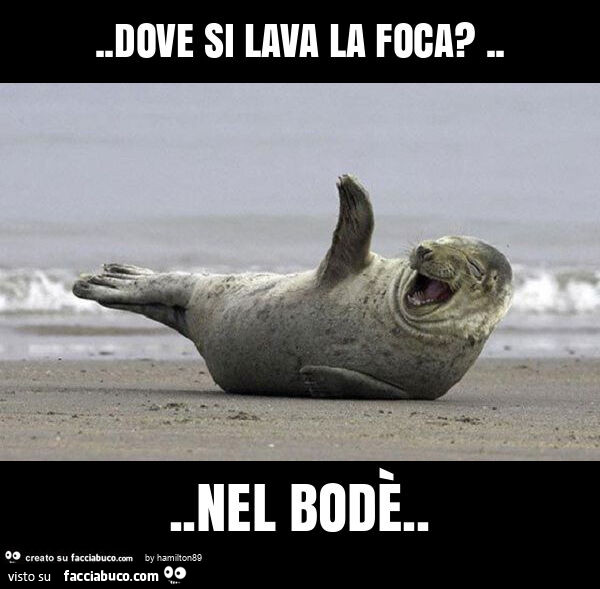 Dove si lava la foca? … nel bodè